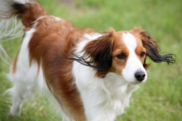 Kooikerhondje-holandsky-pes